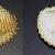 Acanthocardia aculeata