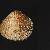 Acanthocardia echinata mucronata