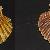 Pecten jacobeus