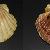 Pecten maximus