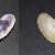 Donax trunculus