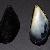 Mytilus galloprovincialis
