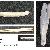 Ensis ensis