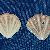 Pseudamussium clavatum