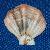Pseudamussium clavatum