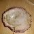 Spondylus gaederopus