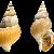 Buccinum humphreysianum