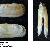 Solecurtus scopula