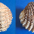 Acanthocardia echinata echinata