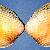 Cerastoderma glaucum