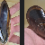 Mytilus edulis