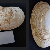 Lutraria magna