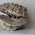 Spondylus gaederopus