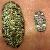 Chiton (Rhyssoplax) olivaceus 