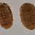 Chiton (Rhyssoplax) corallinus 