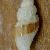 Mangelia difficilis