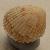 Parvicardium scabrum