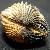Glans elegans