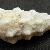 Cerithium haustellum