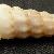 Cerithium haustellum