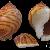 Phalium saburon