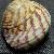 Gibbula pennanti