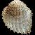 Acanthocardia aculeata