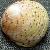 Gibbula rarilineata