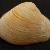 Thracia convexa