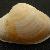 Thracia convexa
