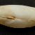 Thracia gracilis
