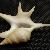 Aporrhais serresiana