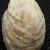 Crepidula moulinsi