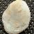 Crepidula unguiformis
