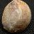 Crepidula fornicata