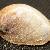 Crepidula fornicata
