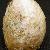 Crepidula fornicata