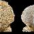 Propeamussium fenestratum
