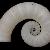 Spirula spirula