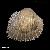 Acanthocardia aculeata