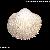Acanthocardia echinata echinata