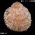 Acanthocardia spinosa