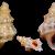 Alvania spinosa