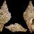 Charonia lampas lampas