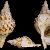 Charonia lampas lampas