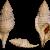 Cymathium corrugatum corrugatum
