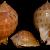 Phalium saburon