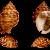Phalium granulatum