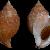 Galeodea echinophora