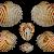 Cardium indicum